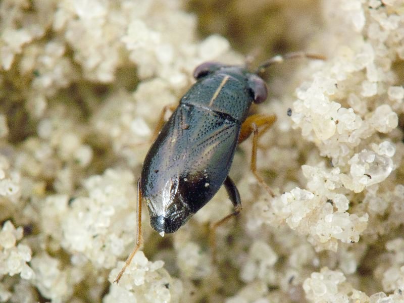 Geocoris ater (Fabricius, 1787)